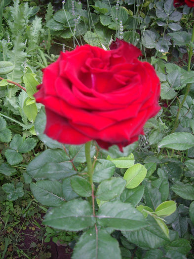 IMGP4875