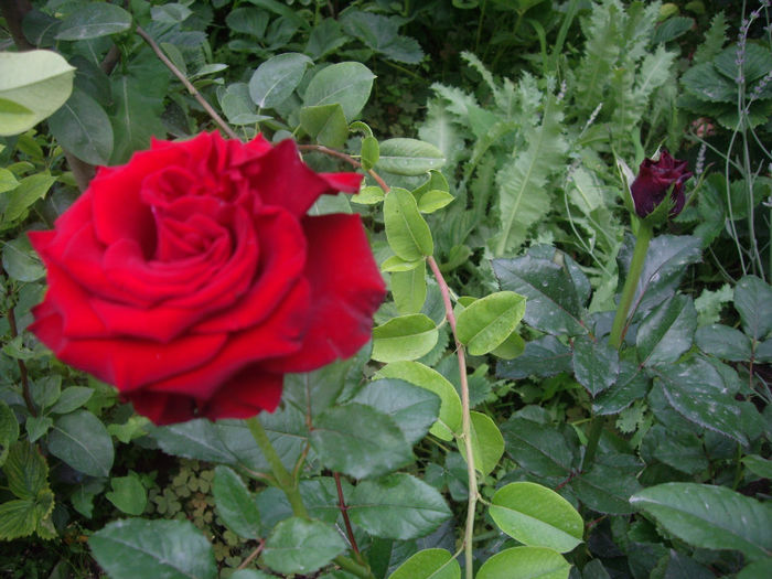 IMGP4876