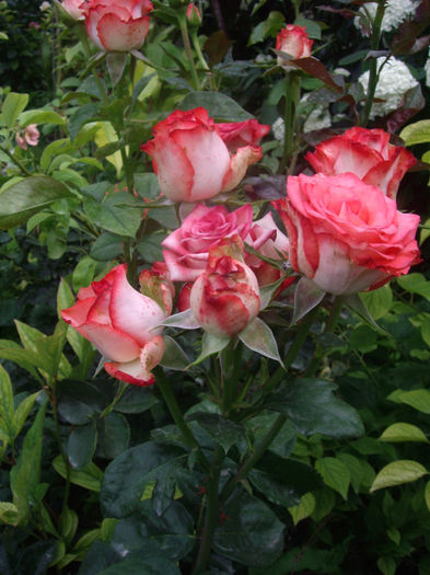 IMGP4877