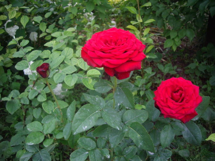 IMGP4878