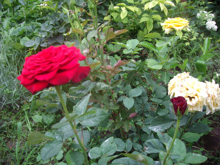 IMGP4880