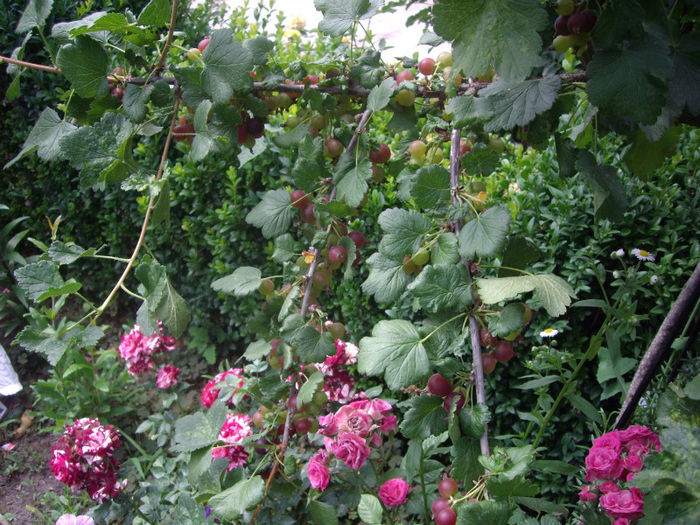 IMGP4894