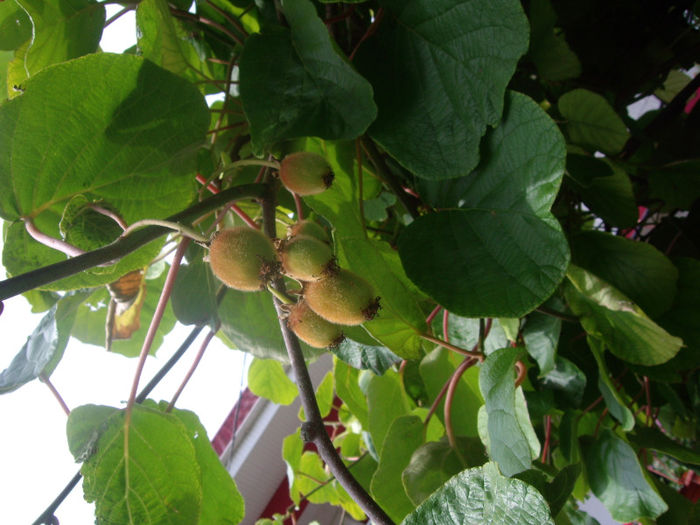 kiwi