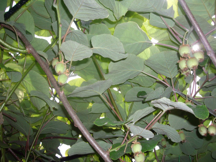fructe de kiwi