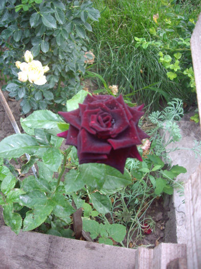IMGP4926