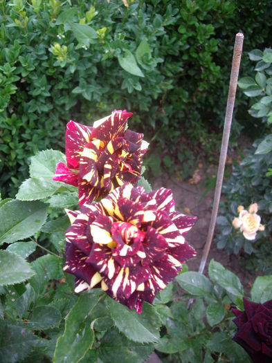 IMGP4927