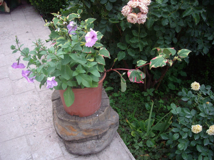 IMGP4953