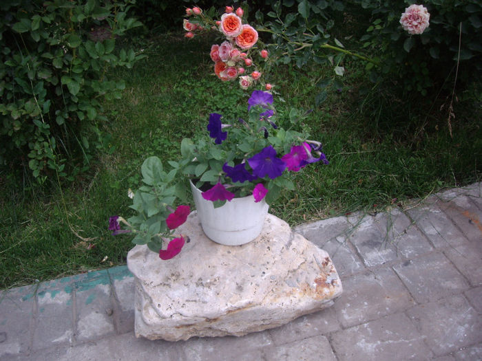 IMGP4955
