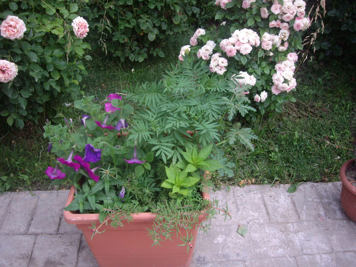 IMGP4957