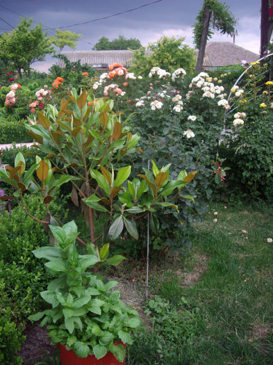 magnolia grandiflora