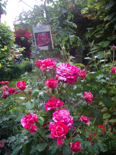 IMGP4962