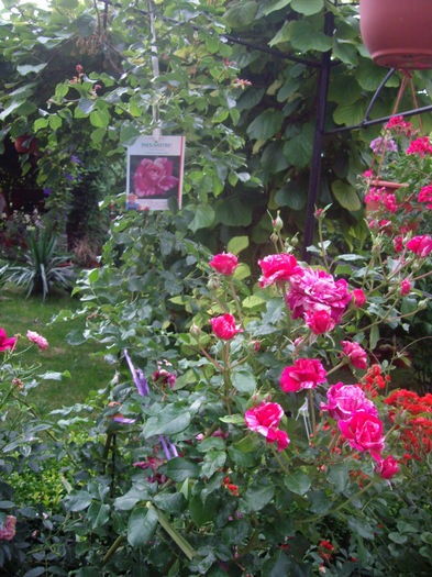 IMGP4963 - trandafiri si peisaje 2013-3