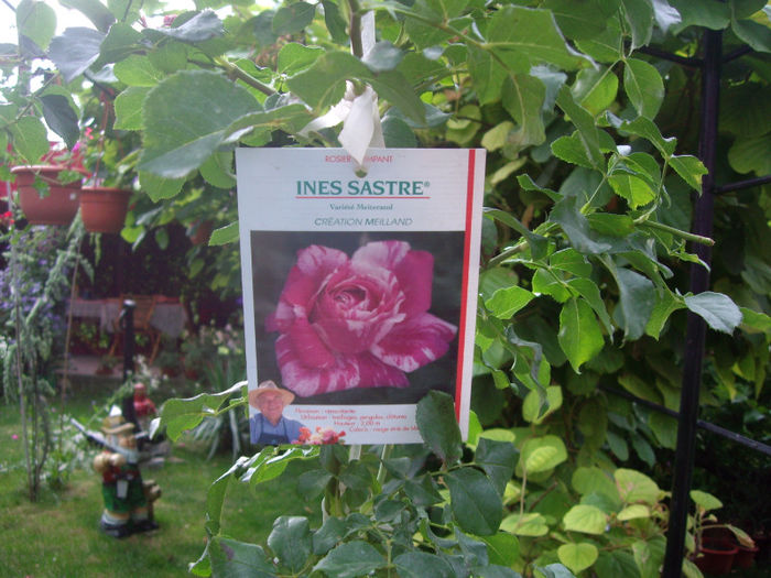 IMGP4964