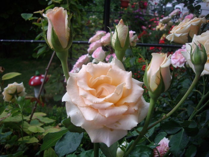 IMGP4966
