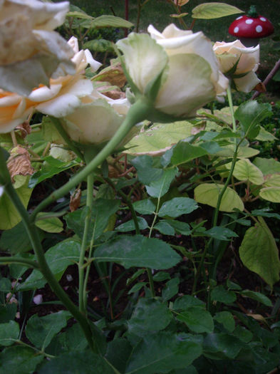 IMGP4967