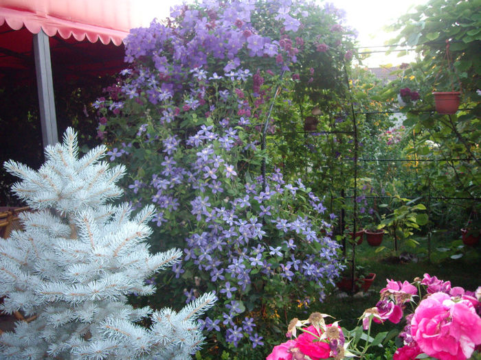 picea mongomery - trandafiri si peisaje 2013-3