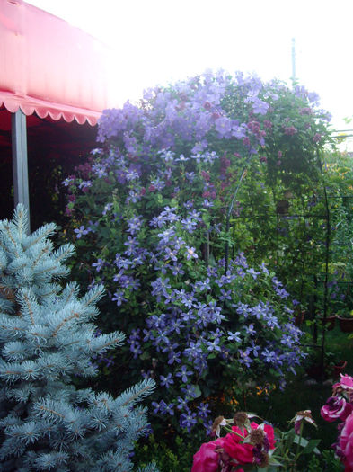 picea mongomery