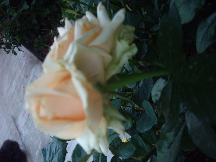 IMGP4985
