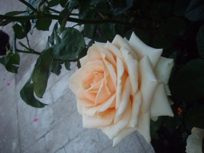 IMGP4986