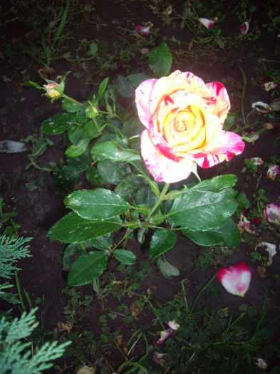 IMGP4992