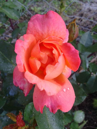 2013-06-15 08.16.25 - Trandafiri