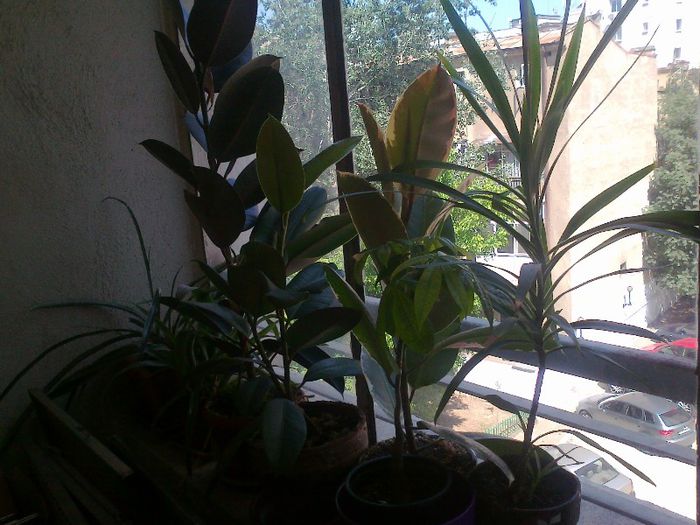 ficusi in grup diverse frunze