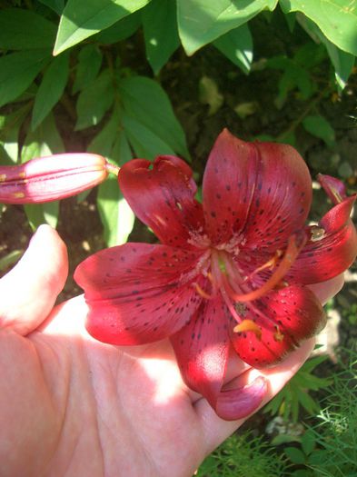 Lilium Night Flyer