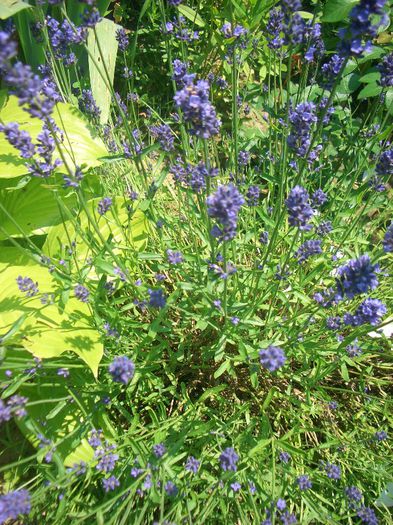 Lavanda