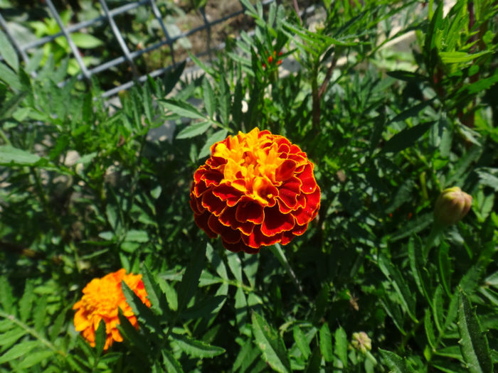 DSC01842