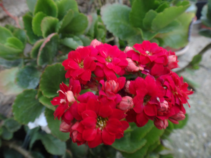 DSC01867 - kalanchoe