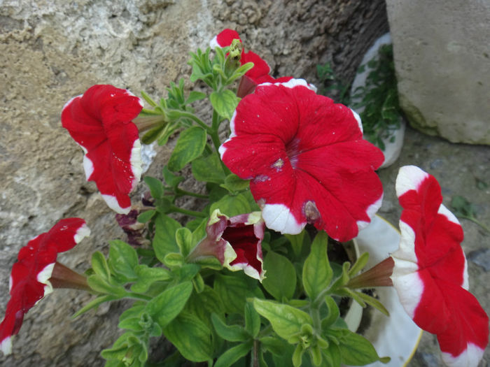 DSC01862 - petunii