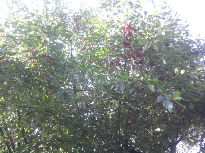 Photo0145; iunie 2013 visin
