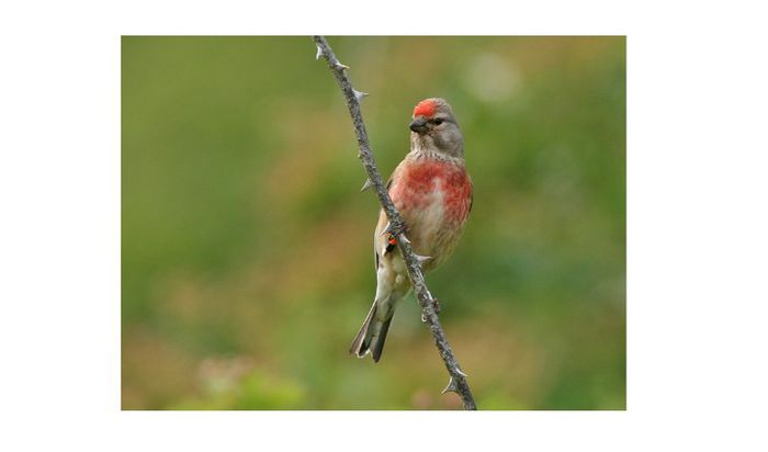 (Caneparul) Carduelis Cannabina - Mascul