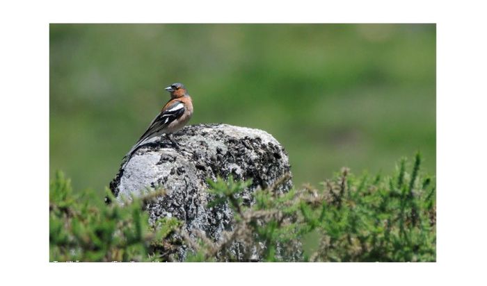 (Cintezoiul) Fringillia Coelebs - Mascul - FRINGILLIDAE