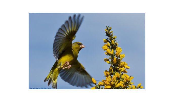 (Florintele)Carduelis Chloris - Mascul3