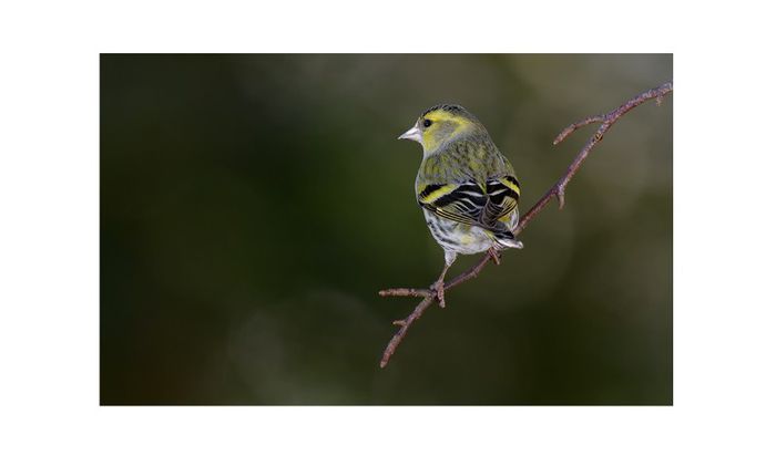 (Scatiu)Carduelis Spinus - Mascul2 - FRINGILLIDAE