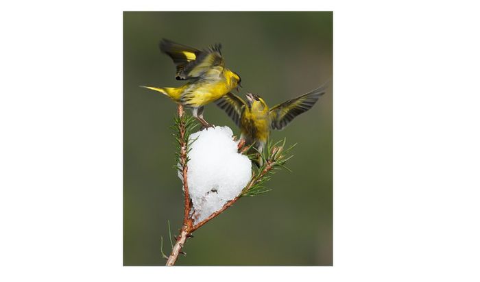 (Scatiu)Carduelis Spinus - Masculi - FRINGILLIDAE