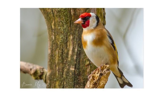 (Sticlete European)Carduelis carduelis - Mascul - FRINGILLIDAE