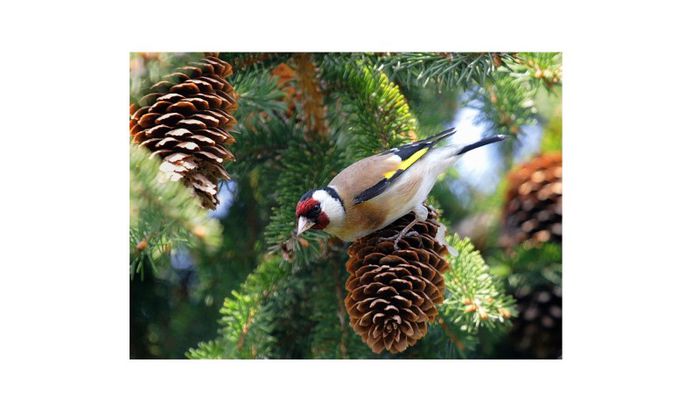 (Sticlete European)Carduelis carduelis - Mascul2 - FRINGILLIDAE