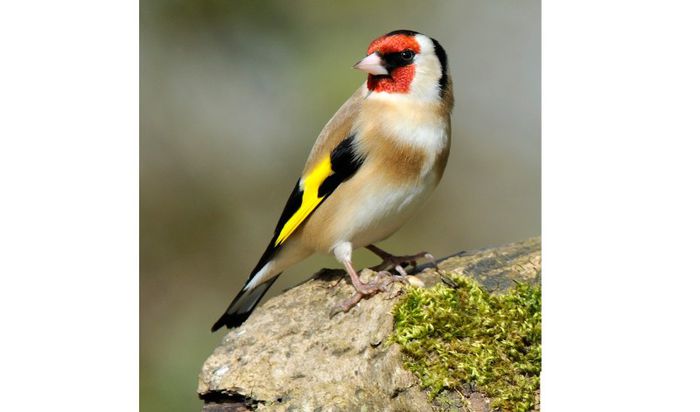 (Sticlete European)Carduelis carduelis - Mascul3 - FRINGILLIDAE