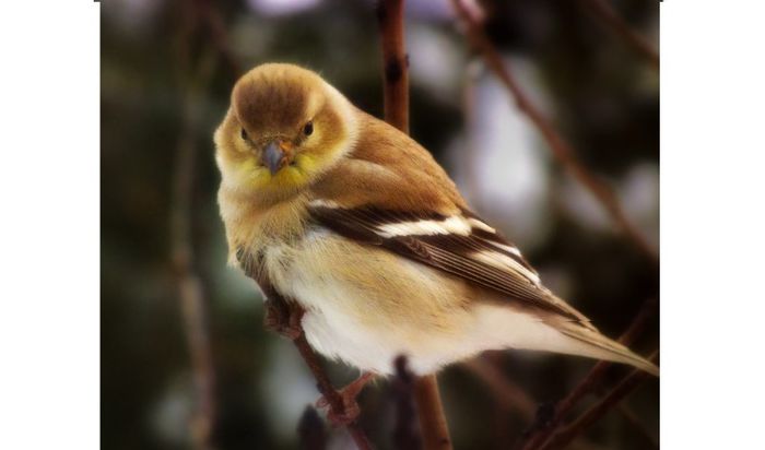 (Sticletele American) Carduelis Tristis(Juvenile)