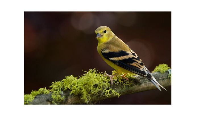 (Sticletele American) Carduelis Tristis(winter) - Femela