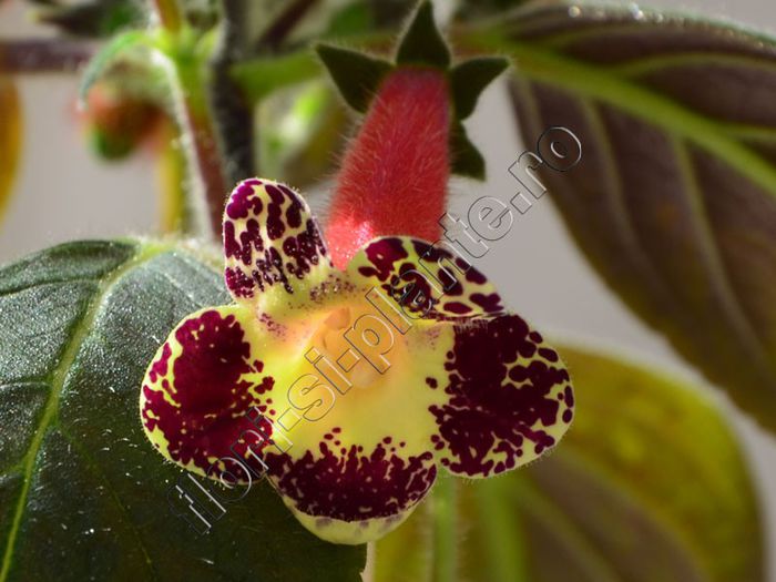 Kohleria Mary (ni)