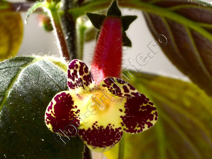Kohleria Mary (ni)