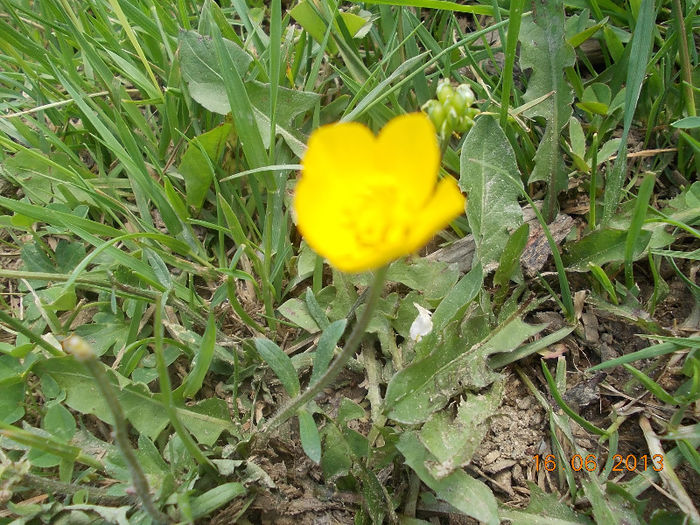 DSCN1931 - 2013-06-16 Manastirea Patrunsa