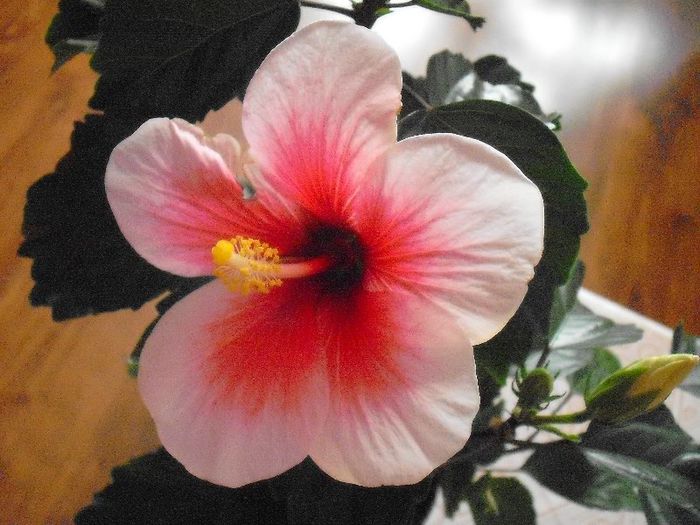 DSCF1526 - HIBISCUS