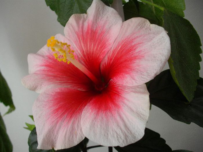 DSCF1538 - HIBISCUS