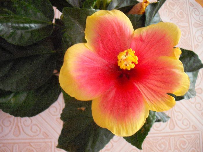 DSCF1524 - HIBISCUS