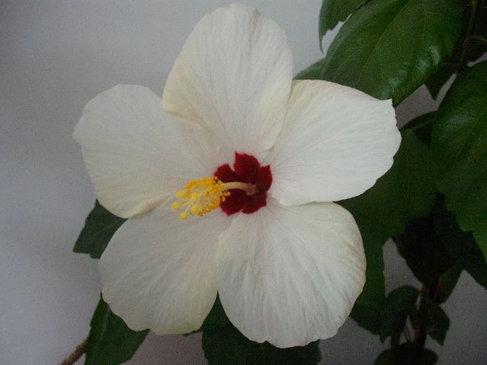 DSCF1579 - HIBISCUS