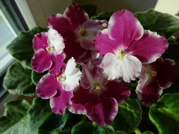 DSC01824 - Crimson Ice